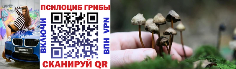 цена Асино Галлюциногенные грибы Psilocybine cubensis